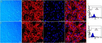 Differential Gene Expression in Primary Cultured Sensory and Motor Nerve Fibroblasts